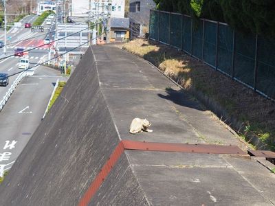 見守り猫　とこにゃん 2枚目