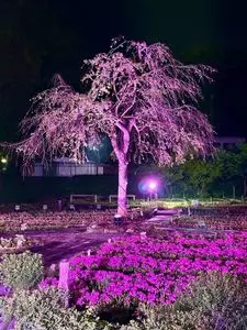 浮間桜草圃場