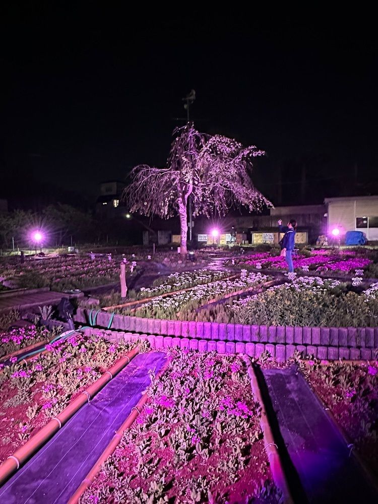 nico☺︎さんが投稿した浮間桜草圃場に関する口コミの画像