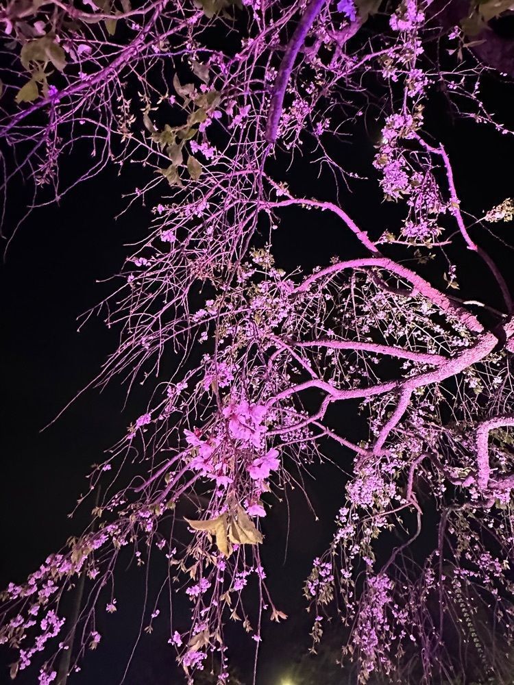 nico☺︎さんが投稿した浮間桜草圃場に関する口コミの画像