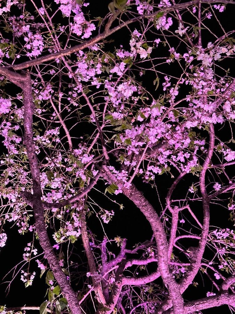 nico☺︎さんが投稿した浮間桜草圃場に関する口コミの画像