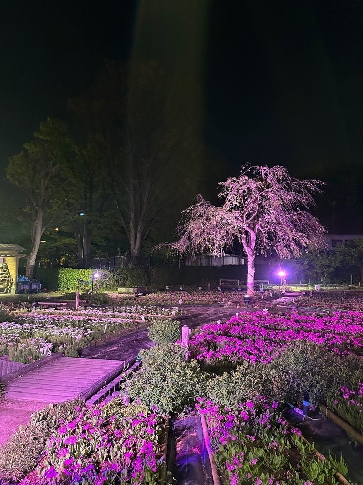 nico☺︎さんが投稿した浮間桜草圃場に関する口コミの画像