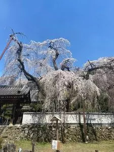 秩父清雲寺のしだれ桜