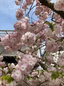 修学院離宮