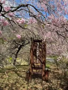 さくらの里