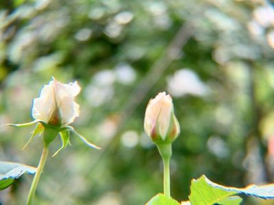 宮崎県総合運動公園 8枚目