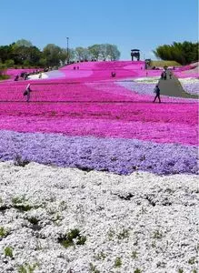 市貝町芝ざくら公園