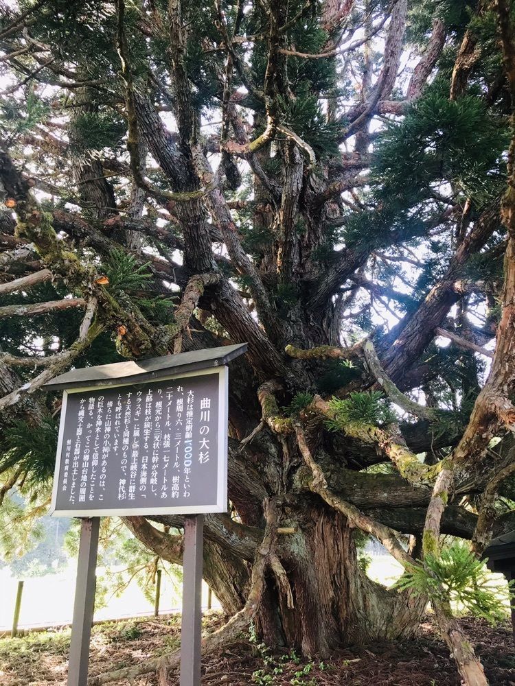 猫なぎ。さんが投稿した小杉の大杉に関する口コミの画像