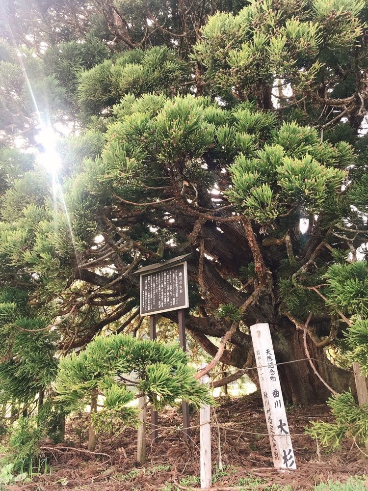 猫なぎ。さんが投稿した小杉の大杉に関する口コミの画像