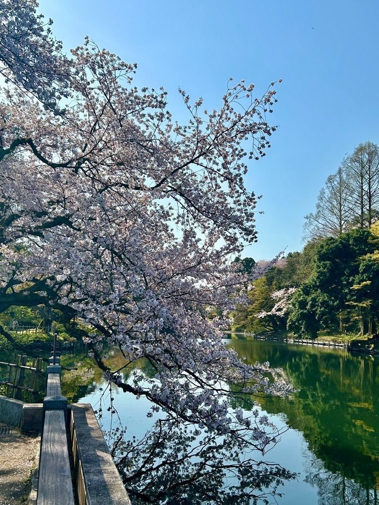 旅人さんが投稿した高岡古城公園お濠めぐり遊覧船利長号と利常号に関する口コミの画像
