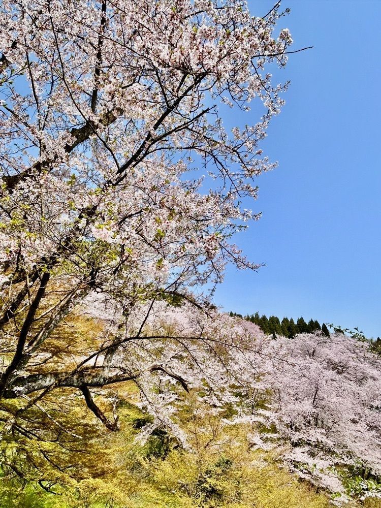 旅人さんが投稿した城山公園（富山県小矢部市）に関する口コミの画像