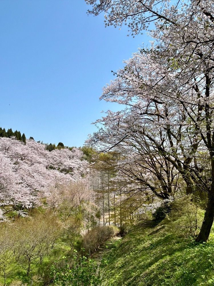 旅人さんが投稿した城山公園（富山県小矢部市）に関する口コミの画像