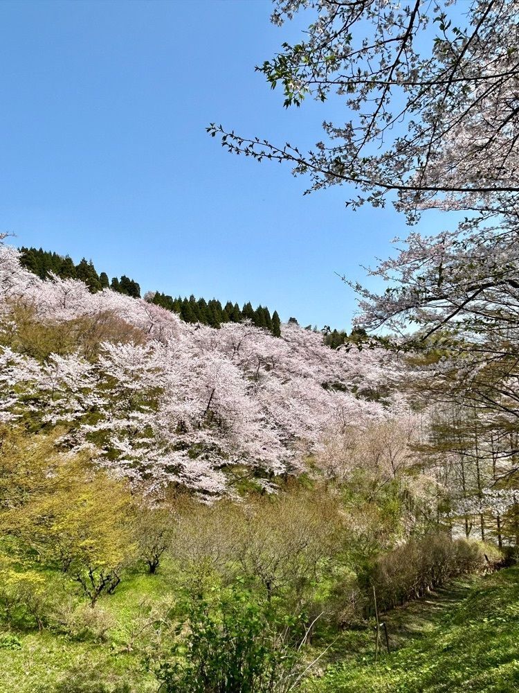旅人さんが投稿した城山公園（富山県小矢部市）に関する口コミの画像