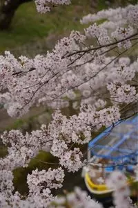 琵琶湖疏水