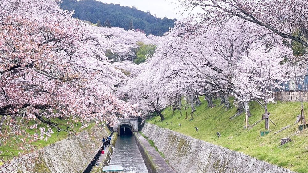 kei_koさんが投稿した琵琶湖疏水に関する口コミの画像
