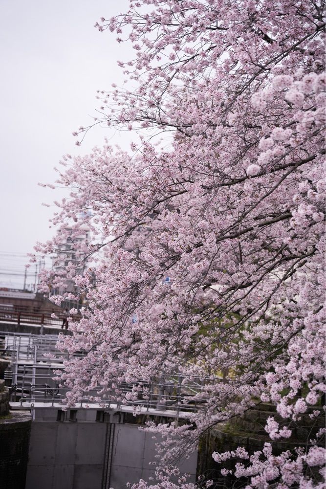kei_koさんが投稿した琵琶湖疏水に関する口コミの画像