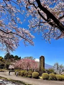 平和公園の桜