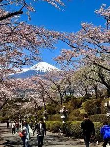 平和公園の桜