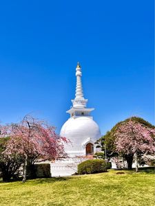 平和公園の桜 2枚目
