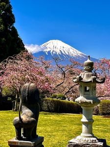 平和公園の桜 3枚目