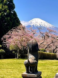 平和公園の桜 5枚目