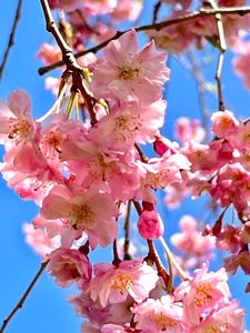 平和公園の桜 6枚目