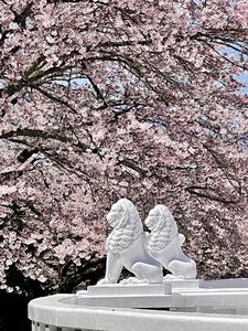 平和公園の桜 7枚目