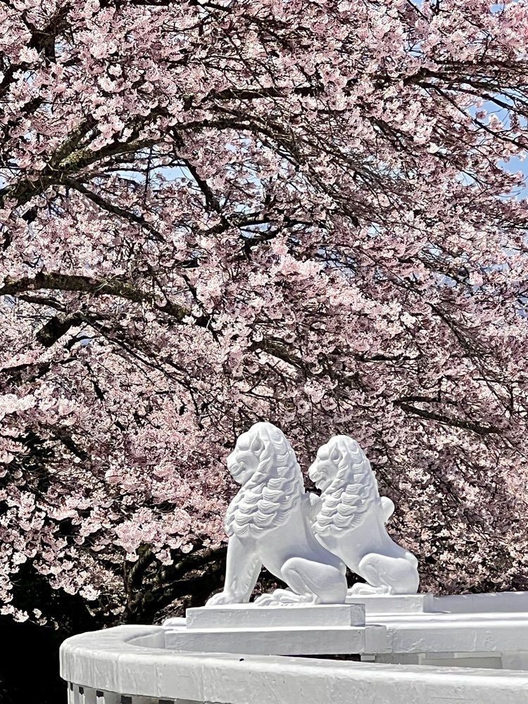 ビンカさんが投稿した平和公園の桜に関する口コミの画像