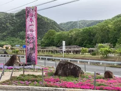 藤公園の藤
