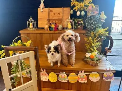 ジャックス ドッグカフェ アンド トリミング（Jacks DogCafe & Trimming）