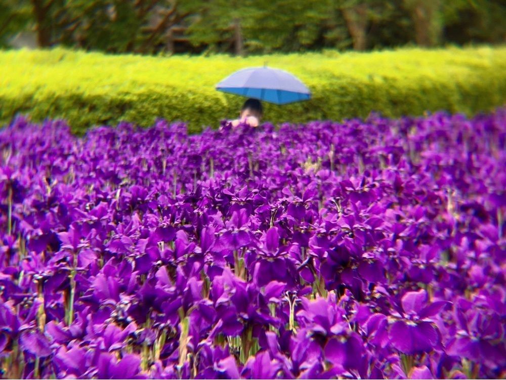 兎きちさんが投稿した早水公園のアヤメに関する口コミの画像