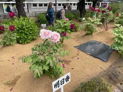 西新井大師のボタン