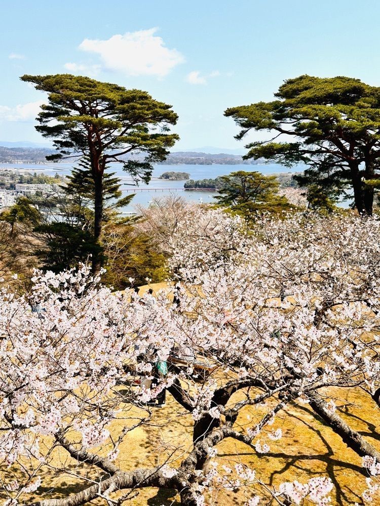 かめ_メグミさんが投稿したかき松島こうは 松島海岸駅前2号店に関する口コミの画像