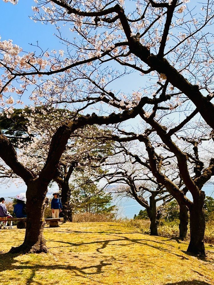 かめ_メグミさんが投稿したかき松島こうは 松島海岸駅前2号店に関する口コミの画像