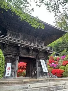 等覚院のツツジ
