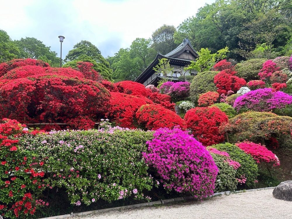かつさんが投稿した等覚院のツツジに関する口コミの画像