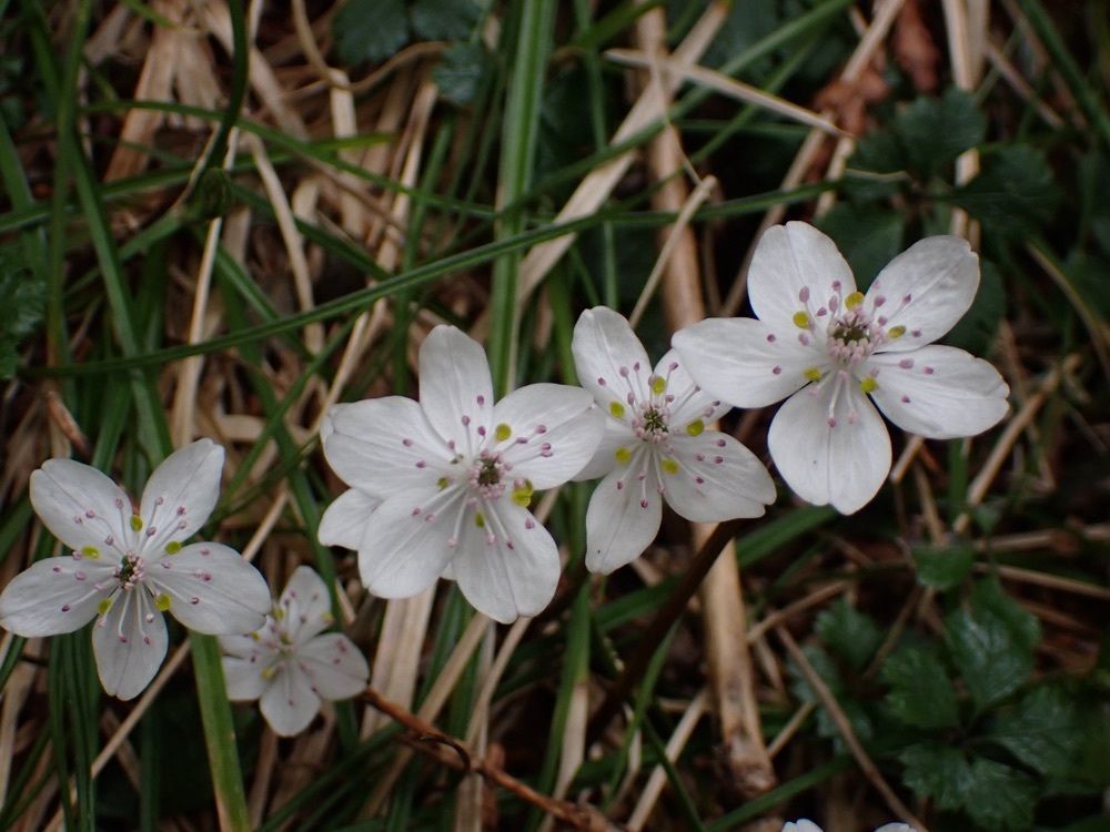 Howl Monさんが投稿した富士見台高原に関する口コミの画像