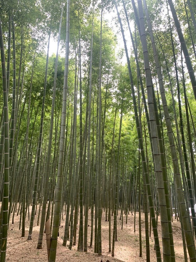 かよさんが投稿したとり茂に関する口コミの画像