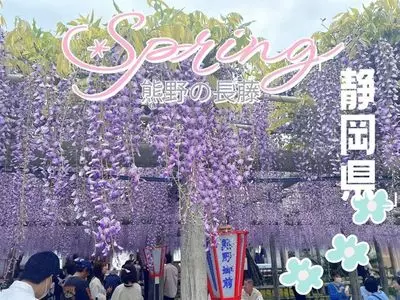 熊野の長フジ（行興寺）