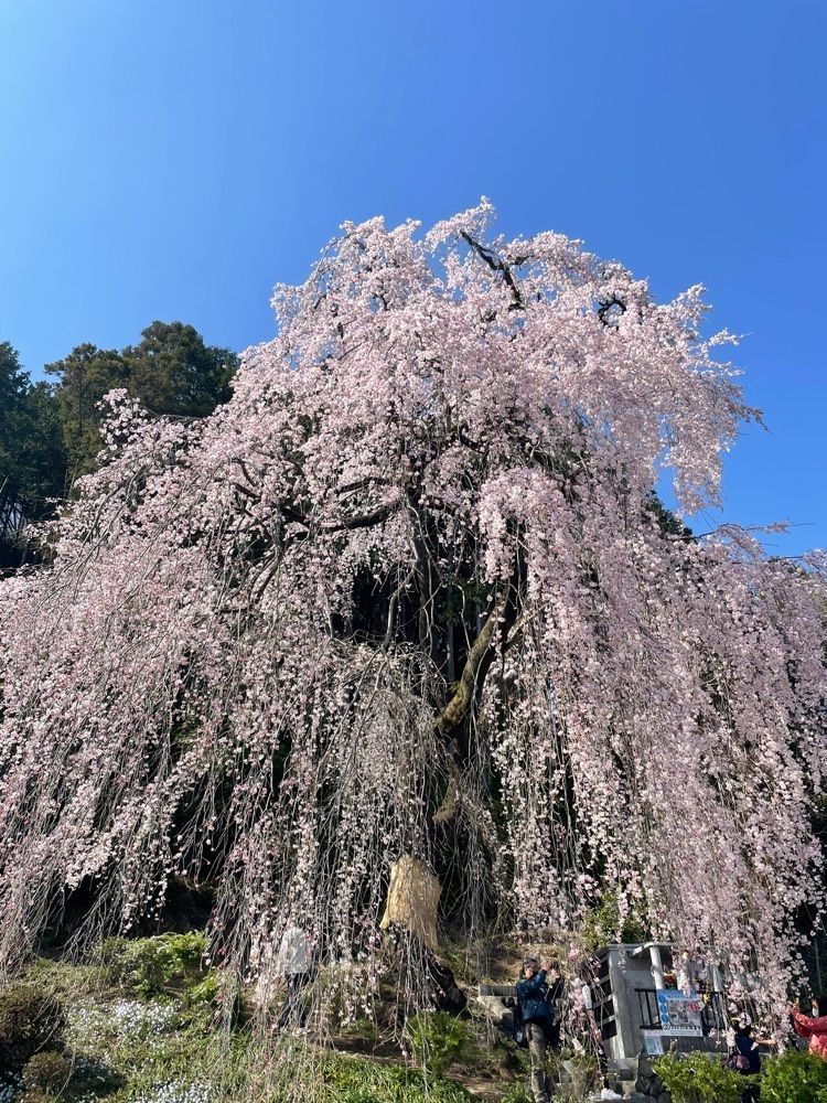 R.i.nさんが投稿した梅岩寺に関する口コミの画像