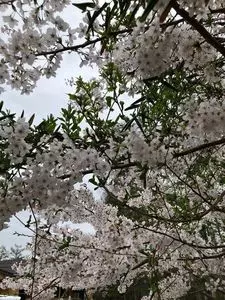 尖石温泉　縄文の湯