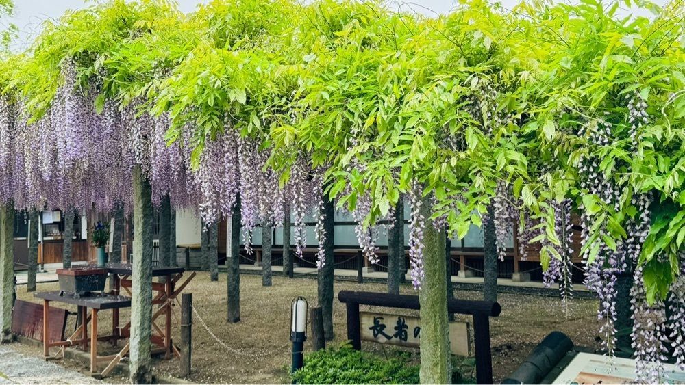 surumeさんが投稿した武蔵寺に関する口コミの画像