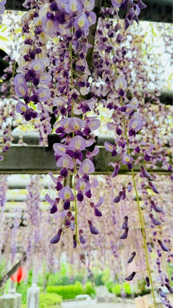 surumeさんが投稿した大中臣神社楼門に関する口コミの画像
