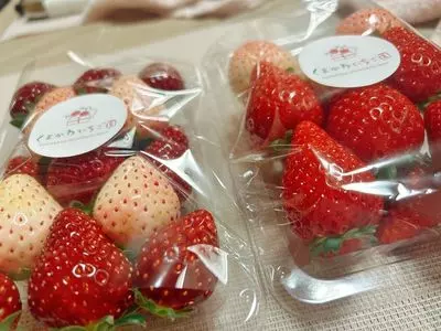 くまかわいちご園（直売のみ）