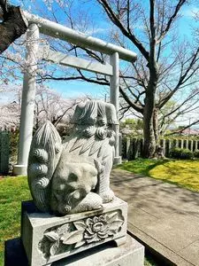 鶴岡公園の桜