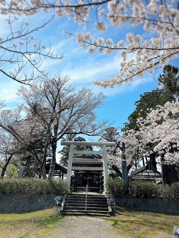 猫なぎ。さんが投稿した鶴岡公園の桜に関する口コミの画像