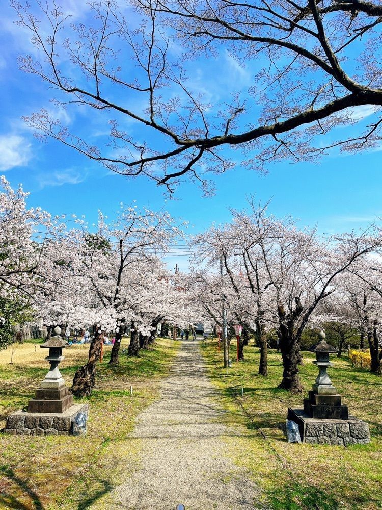 猫なぎ。さんが投稿した鶴岡公園の桜に関する口コミの画像