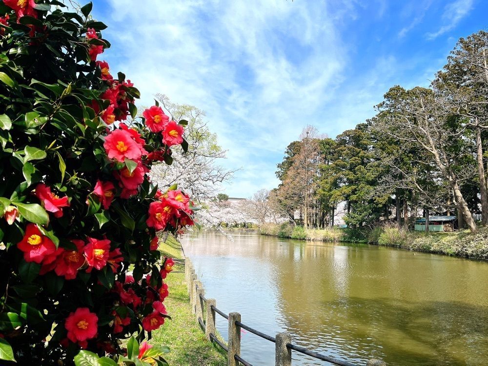 猫なぎ。さんが投稿した鶴岡公園に関する口コミの画像