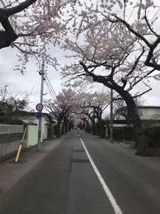 五稜郭公園の桜