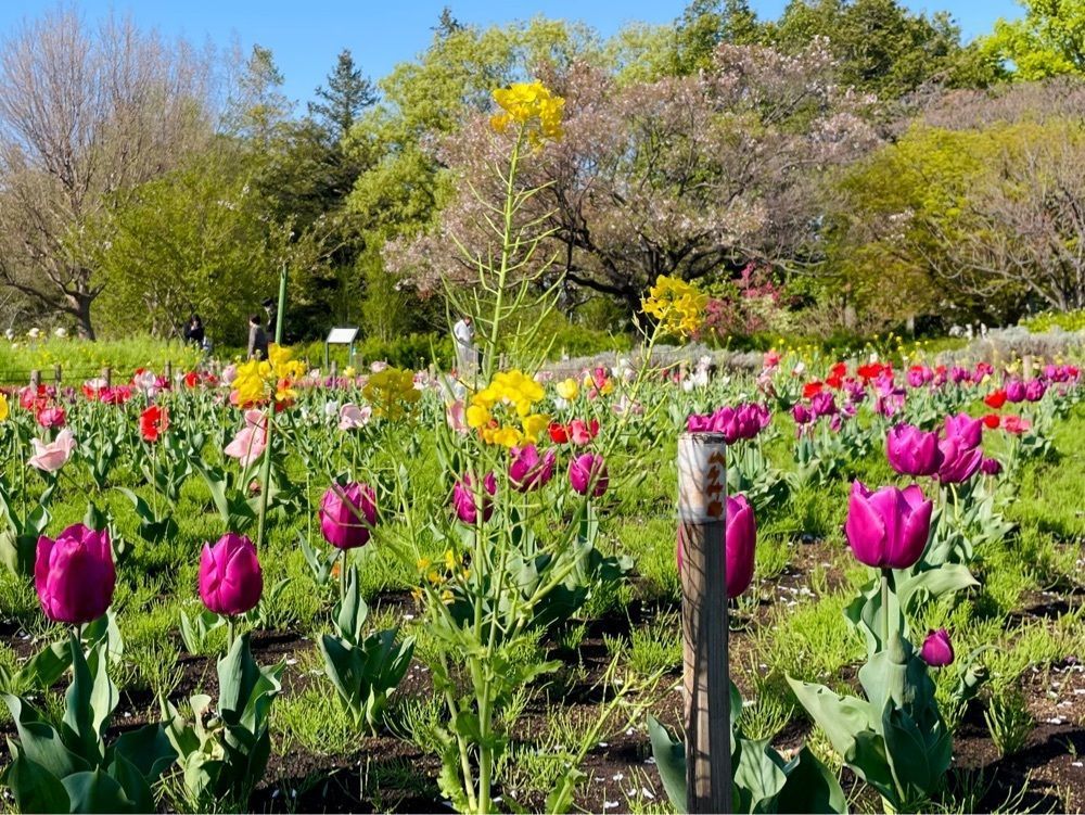 active34さんが投稿した蘆花恒春園に関する口コミの画像